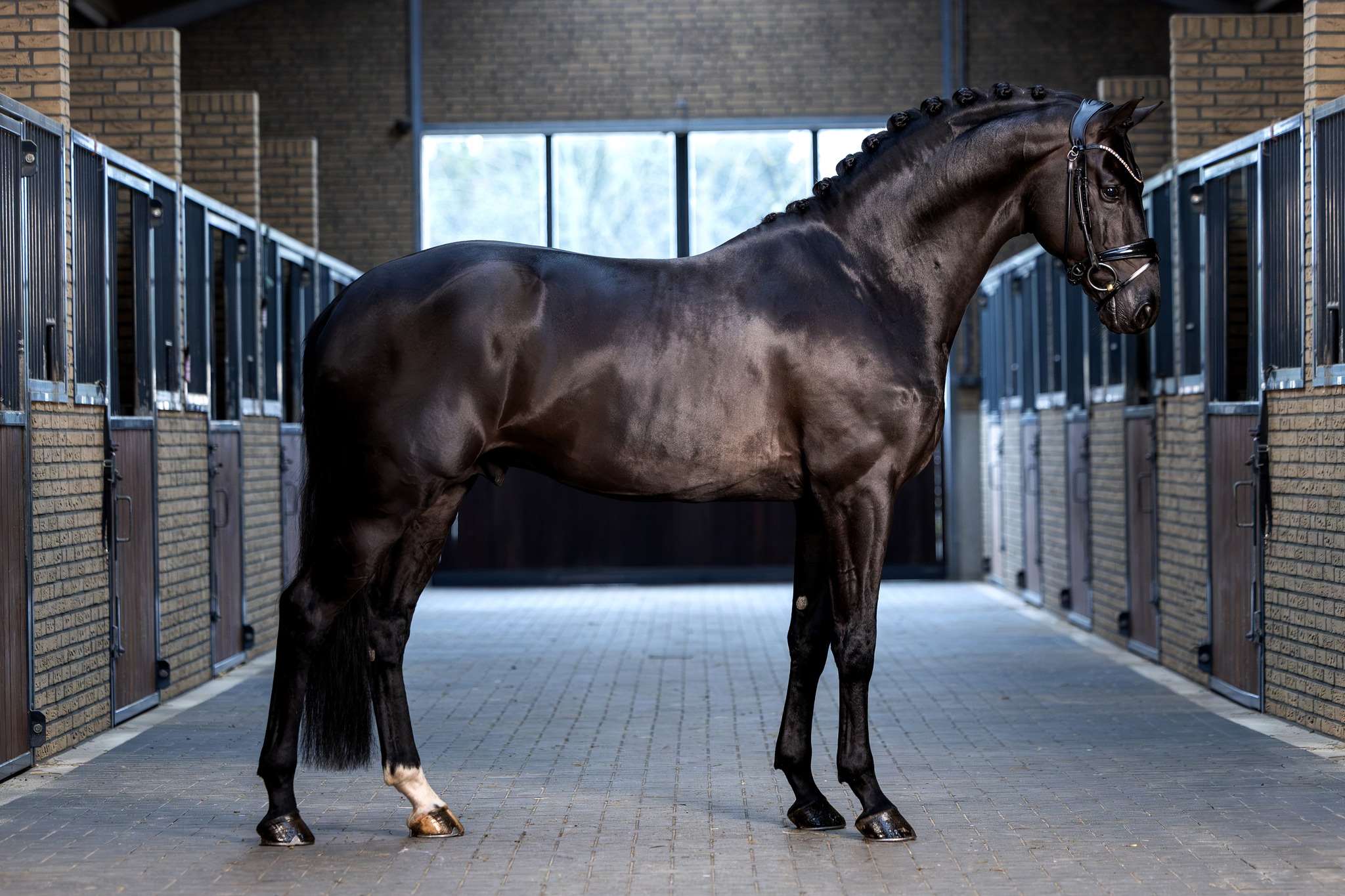 Mauro Turfhorst Stallion
